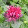 Monarda 'Fireball' -Garden Whisper Shop MONA V65662 A h