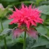 Monarda 'Pink Supreme' 2 Monarda 'Pink Supreme' -Garden Whisper Shop MONA V65670 A h