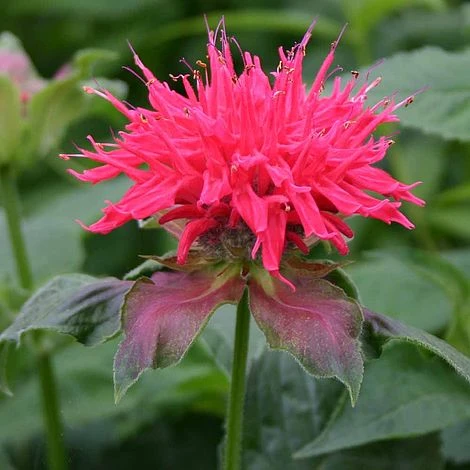 Monarda 'Pink Supreme' 3 Monarda 'Pink Supreme'