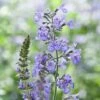 Nepeta Racemosa -Garden Whisper Shop NEPE V65676 A h