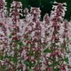 Nepeta Nervosa 'Pink Candy' 2 Nepeta Nervosa 'Pink Candy' -Garden Whisper Shop NEPE V65680 A h