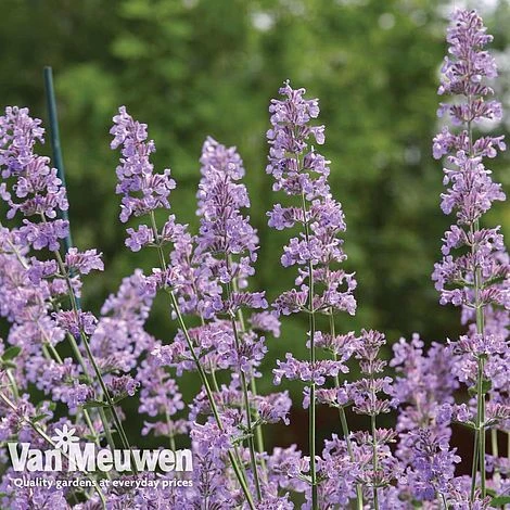 Nepeta 'Six Hills Giant' 3 Nepeta 'Six Hills Giant' - Image 2