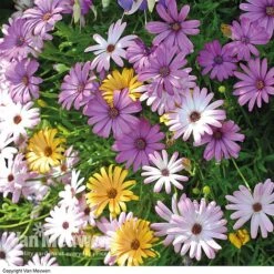 Osteospermum 'Falling Stars'™ 8 Osteospermum 'Falling Stars'™ -Garden Whisper Shop OSTE 69595V A h