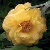 Tree Peony 'Hai Huang' -Garden Whisper Shop PAEO 61414V A h