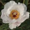 Tree Peony 'Feng Dan Bai' (White Phoenix) -Garden Whisper Shop PAEO V63294 A h