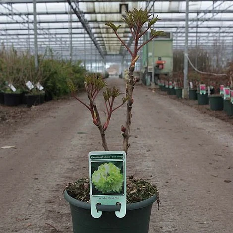 Tree Peony 'Lu Mu Ying Yu' 4 Tree Peony 'Lu Mu Ying Yu' - Image 2