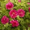 Tree Peony 'Luoyang Hong' -Garden Whisper Shop PAEO V63301 A h