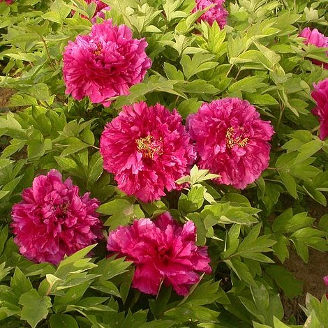 Tree Peony 'Luoyang Hong' 2 Tree Peony 'Luoyang Hong'