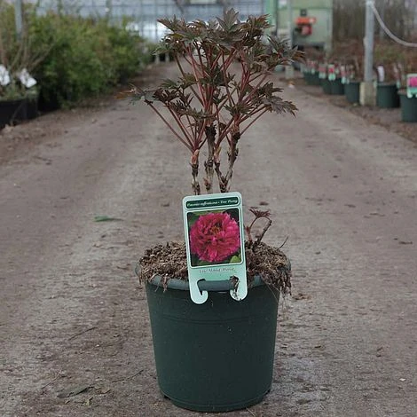 Tree Peony 'Luoyang Hong' 3 Tree Peony 'Luoyang Hong' - Image 2