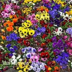 Pansy 'Universal Mixed' F1 Hybrid 9 Pansy 'Universal Mixed' F1 Hybrid -Garden Whisper Shop PANS 68090 A