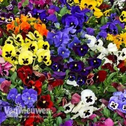 Pansy 'Universal Mixed' F1 Hybrid 10 Pansy 'Universal Mixed' F1 Hybrid -Garden Whisper Shop PANS 68090 B