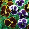 Pansy 'Eclipse' Collection -Garden Whisper Shop PANS V15996 A h