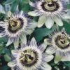 Passiflora Caerulea 2 Passiflora Caerulea -Garden Whisper Shop PASS V59251 A h