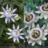 Passiflora Collection 2 Passiflora Collection -Garden Whisper Shop PASS V74423 A h