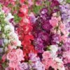 Penstemon 'Symphony Mixed' -Garden Whisper Shop PENS V17933 A h