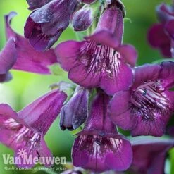 Penstemon 'Ice Cream Collection' 19 Penstemon 'Ice Cream Collection' -Garden Whisper Shop PENS V48835 A1