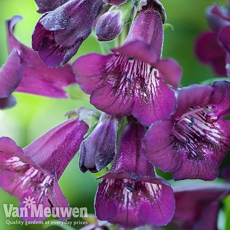 Penstemon 'Ice Cream Collection' 10 Penstemon 'Ice Cream Collection' - Image 8