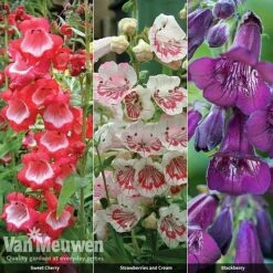 Penstemon 'Ice Cream Collection' 16 Penstemon 'Ice Cream Collection' -Garden Whisper Shop PENS V48836 A