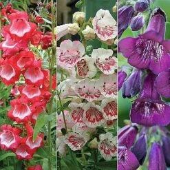 Penstemon 'Ice Cream Collection' 21 Penstemon 'Ice Cream Collection' -Garden Whisper Shop PENS V48836 NOW1