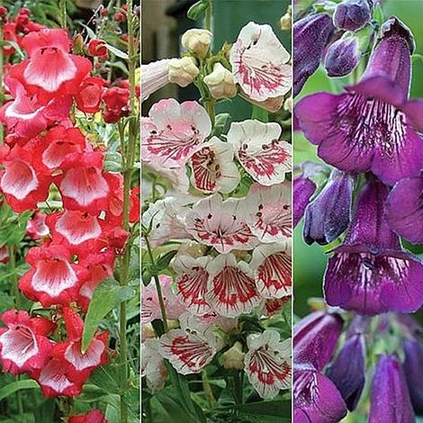 Penstemon 'Ice Cream Collection' 12 Penstemon 'Ice Cream Collection' - Image 10
