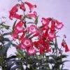 Penstemon 'Etna' -Garden Whisper Shop PENS V65724 A h