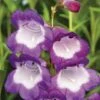 Penstemon 'Pensham Czar' -Garden Whisper Shop PENS V65746 A h