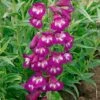 Penstemon 'Pensham Plum Jerkum'