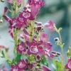 Penstemon 'Vesuvius' -Garden Whisper Shop PENS V65770 A h