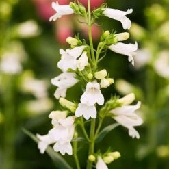 Penstemon 'Pensham Wedding Day'