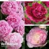 Peony Collection -Garden Whisper Shop PEO V73269 A