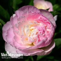 Peony Collection -Garden Whisper Shop PEO V73269 C