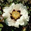 Tree Peony Rockii 1 Tree Peony Rockii -Garden Whisper Shop PEON V13532 A h