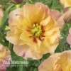 Peony Itoh 'Canary Brilliants' -Garden Whisper Shop PEON V81262 A