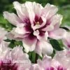 Peony Itoh 'Cora Louise' 2 Peony Itoh 'Cora Louise' -Garden Whisper Shop PEON V81264 A