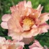 Peony Itoh 'Lollipop' 1 Peony Itoh 'Lollipop' -Garden Whisper Shop PEON V81265 A