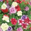 Petunia (Trailing) Trade Bedding Pack 1 Petunia (Trailing) Trade Bedding Pack -Garden Whisper Shop PETU V18947 A h