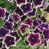 Petunia 'Cascadia Rim Magenta' -Garden Whisper Shop PETU V48226 A h