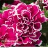 Petunia 'Tumbelina Anna' -Garden Whisper Shop PETU V68778 A h