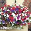 Petunia 'Surfinia' Pre-Planted Basket 1 Petunia 'Surfinia' Pre-Planted Basket -Garden Whisper Shop PETUNIA vka6779 A1