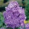 Phlox 'Laura' 2 Phlox 'Laura' -Garden Whisper Shop PHLO V66455 A h
