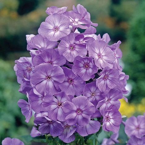 Phlox 'Laura' 2 Phlox 'Laura'