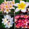 Plumeria Collection 1 Plumeria Collection -Garden Whisper Shop PLUM V70596 A h
