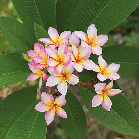 Plumeria 'Pink' 3 Plumeria 'Pink'