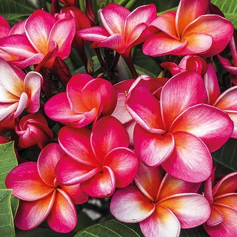 Plumeria 'Red' 3 Plumeria 'Red'