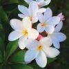 Plumeria 'White' -Garden Whisper Shop PLUM V70599 A h