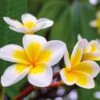Plumeria 'Yellow' -Garden Whisper Shop PLUM V70600 A h