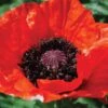 Poppy 'Beauty Of Livermere' -Garden Whisper Shop POPP V65694 A h