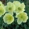 Poppy 'Pacino' -Garden Whisper Shop POPP V65700 A h