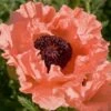Poppy 'Prinzessin Victoria Louise' 1 Poppy 'Prinzessin Victoria Louise' -Garden Whisper Shop POPP V65712 A h