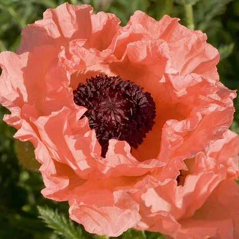 Poppy 'Prinzessin Victoria Louise' 3 Poppy 'Prinzessin Victoria Louise'